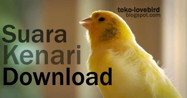 Download suara burung kenari gacor